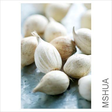 Allium.jpg