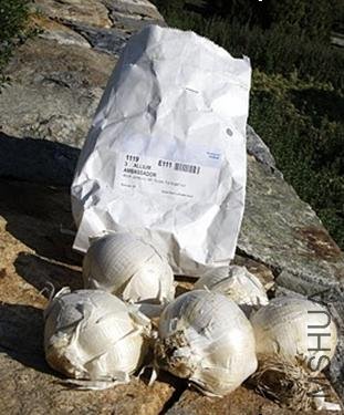 Allium2.jpg.jpg