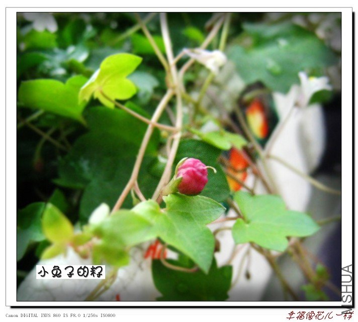 С���ӵ���