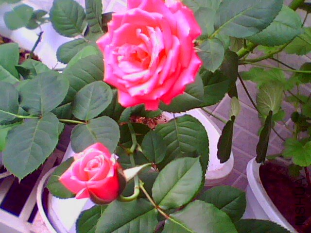 IMG0454A.jpg
