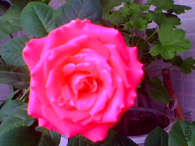IMG0453A.jpg
