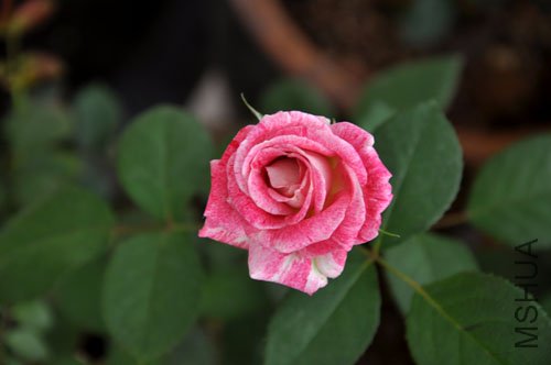 DSC_0351.jpg