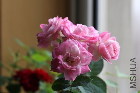 IMG_5556.JPG