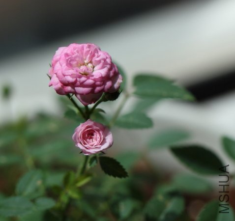 IMG_6189.JPG