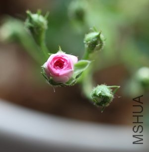IMG_6388.JPG