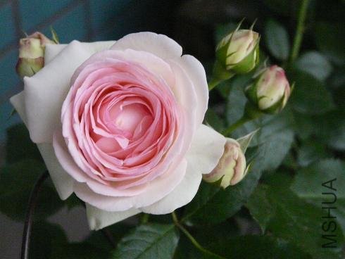 P1040201s.JPG