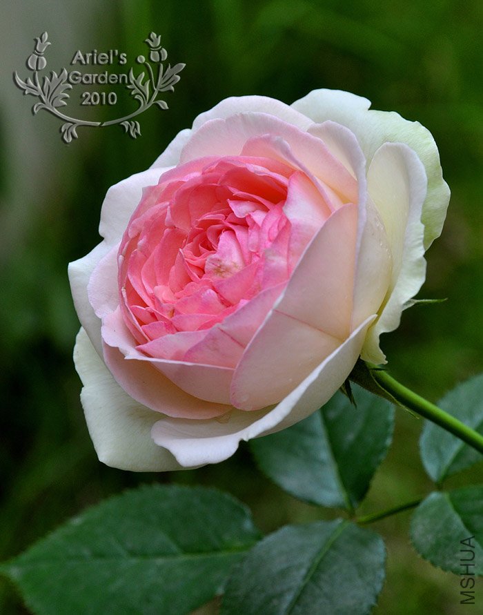 DSC_6323.jpg