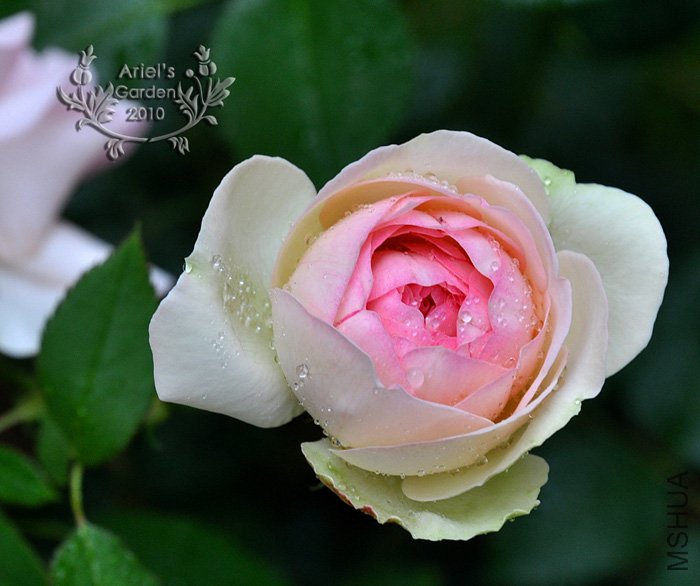 DSC_6330.jpg