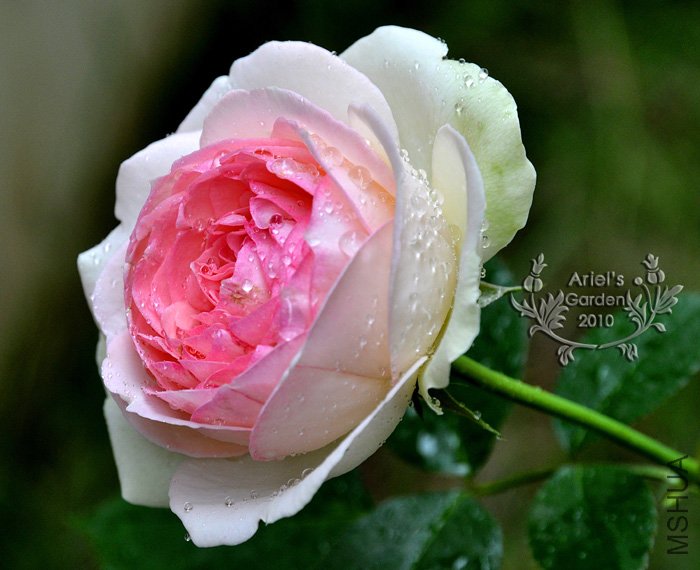 DSC_6327.jpg