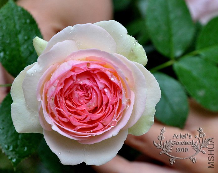 DSC_6332.jpg