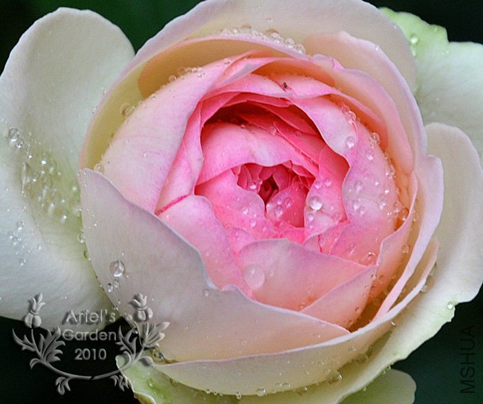 DSC_6328.jpg