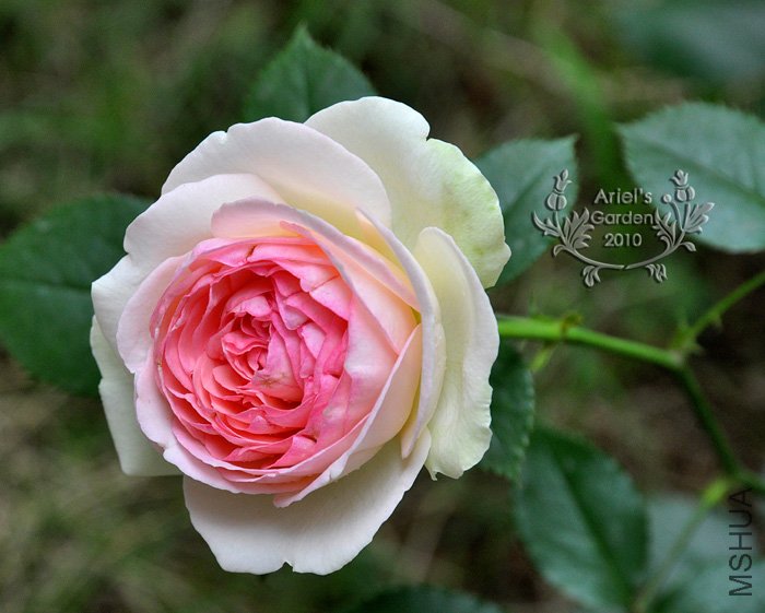 DSC_6326.jpg