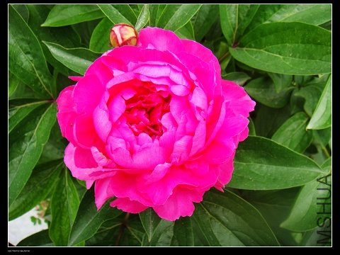 DSC02072.jpg
