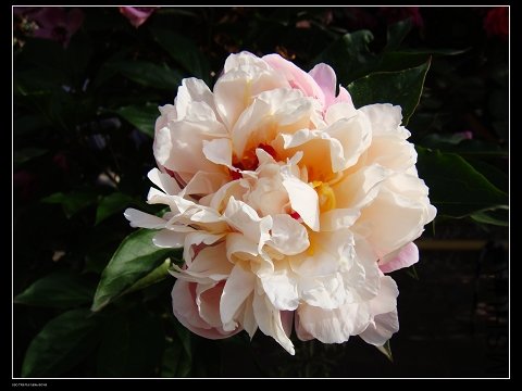 DSC02102.jpg