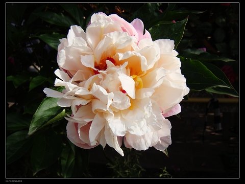 DSC02103.jpg