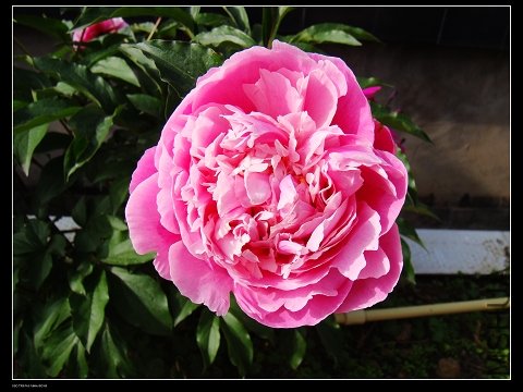 DSC02104.jpg