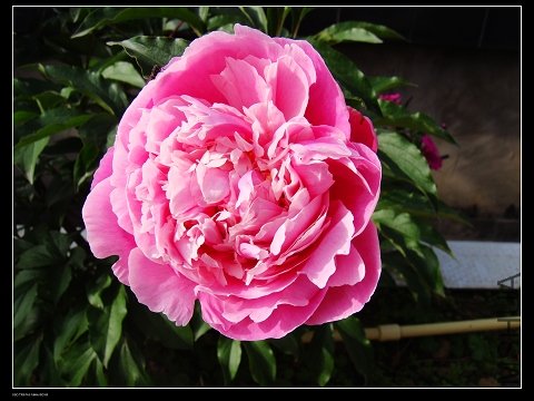 DSC02110.jpg