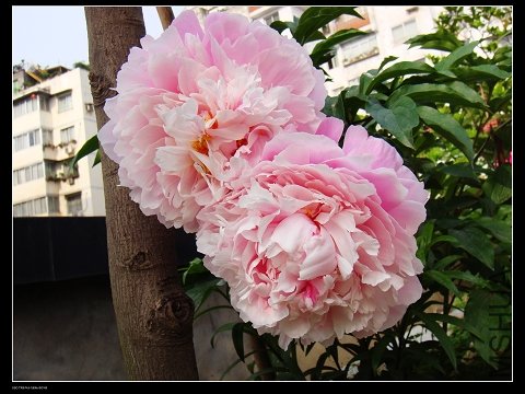 DSC02146.jpg