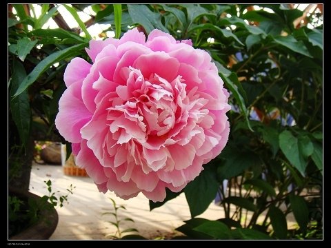 DSC02144.jpg
