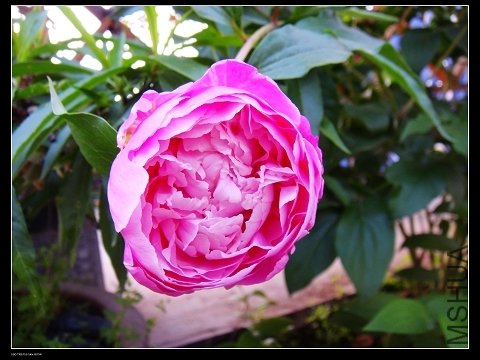 DSC02120.jpg