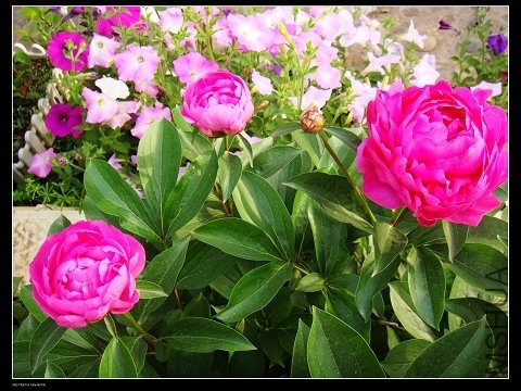 DSC02131.jpg