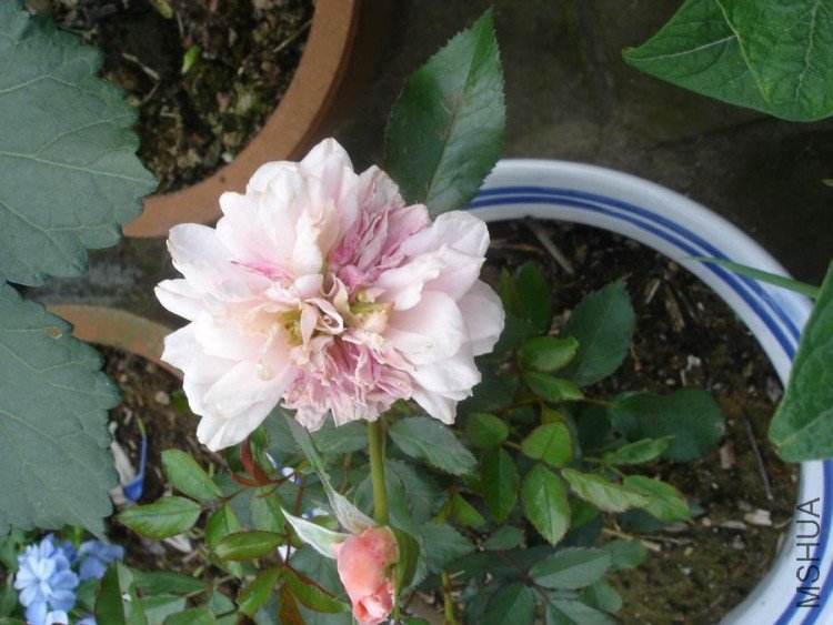 DSC01602.jpg
