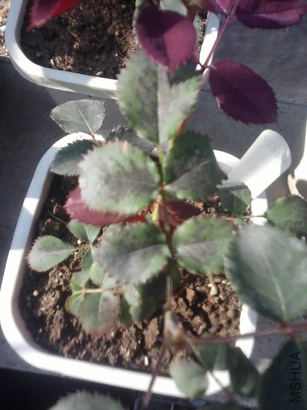 P30-05-10_08.10.jpg