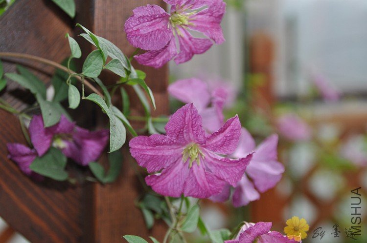 nEO_IMG_��Ƭ 025.jpg