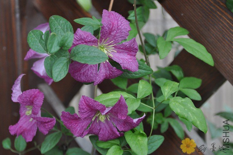 nEO_IMG_��Ƭ 026.jpg