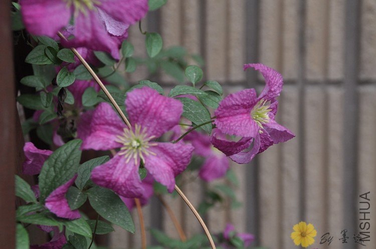 nEO_IMG_��Ƭ 012.jpg