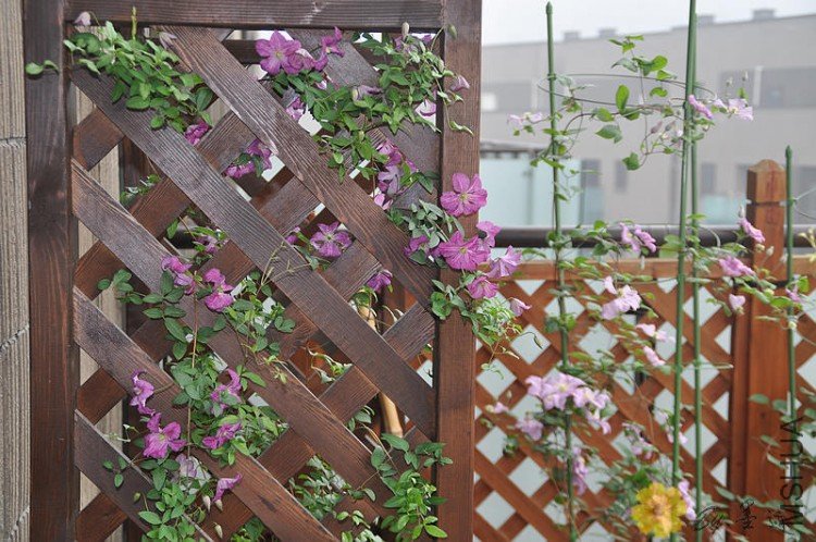 nEO_IMG_��Ƭ 017.jpg