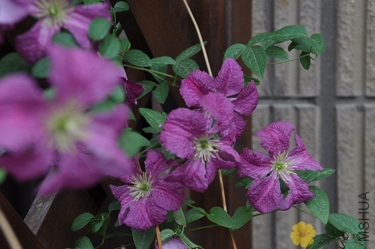 nEO_IMG_��Ƭ 027.jpg