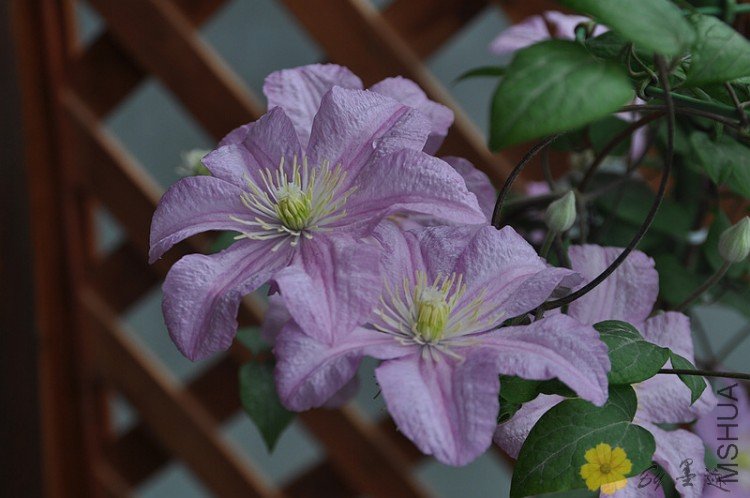 nEO_IMG_��Ƭ 020.jpg