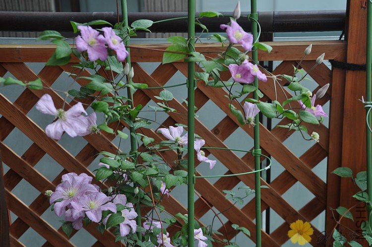 nEO_IMG_��Ƭ 003.jpg