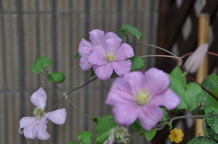 nEO_IMG_��Ƭ 019.jpg