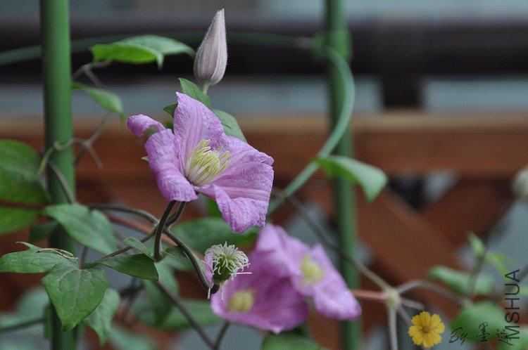 nEO_IMG_��Ƭ 004.jpg