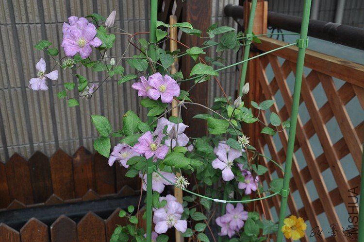 nEO_IMG_��Ƭ 018.jpg