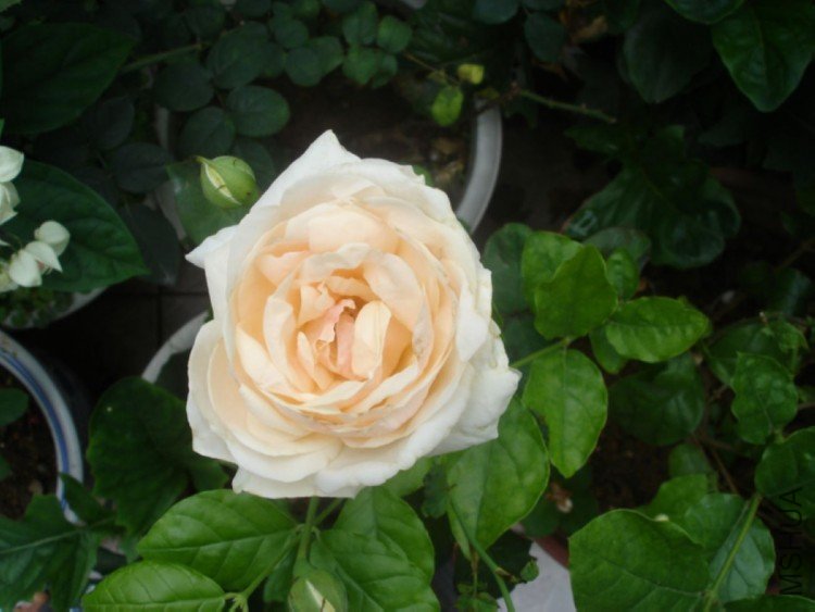 DSC01586.jpg