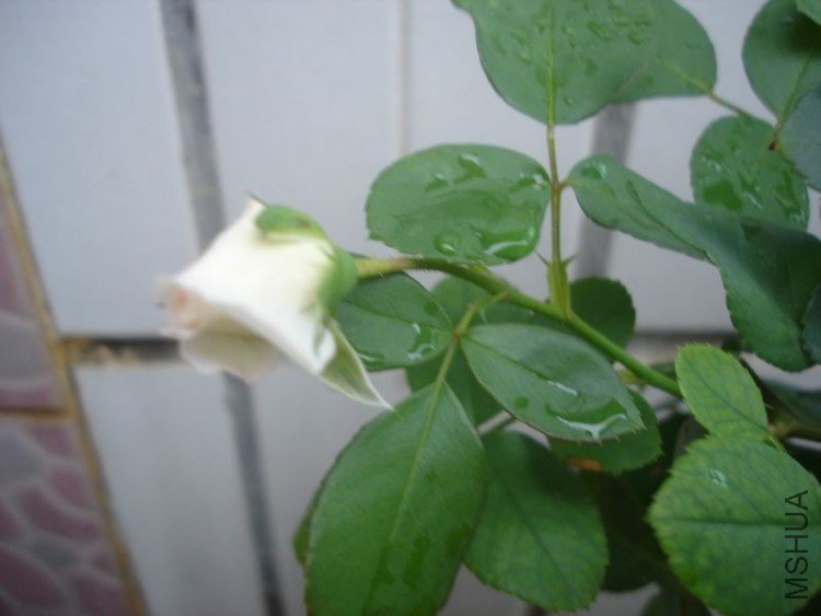 DSC01546.jpg