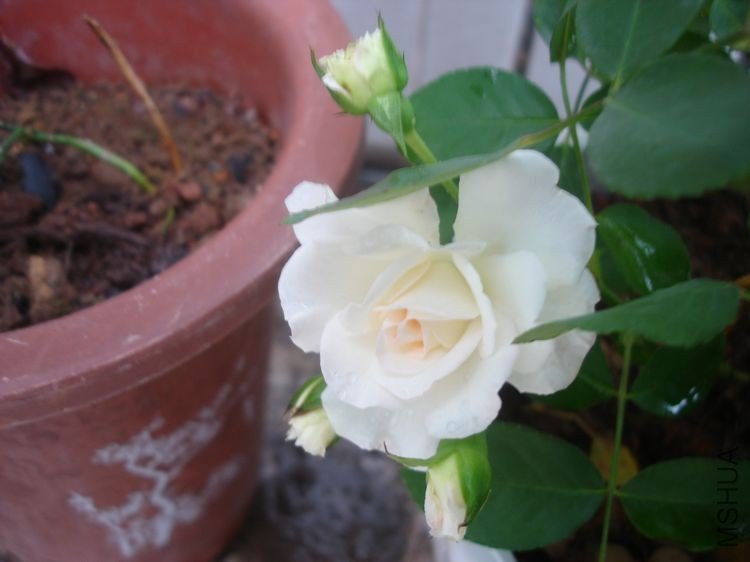 DSC01547.jpg