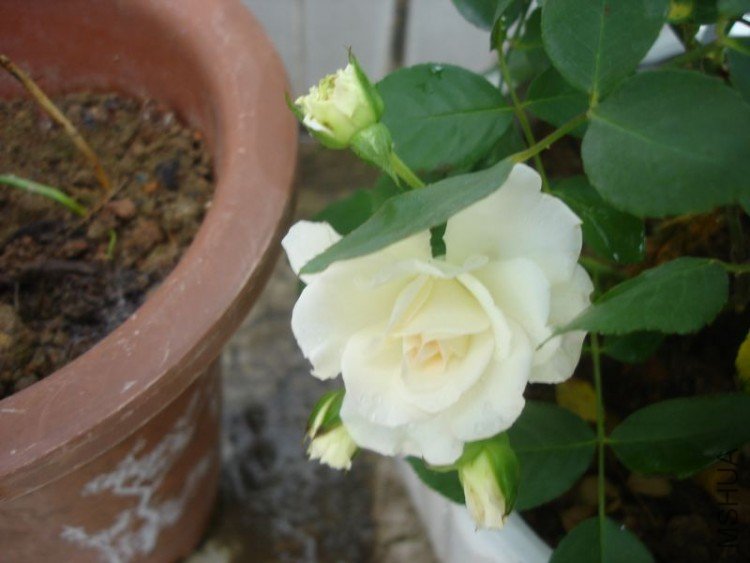 DSC01545.jpg