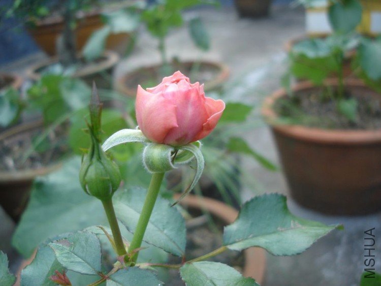 DSC01564.jpg