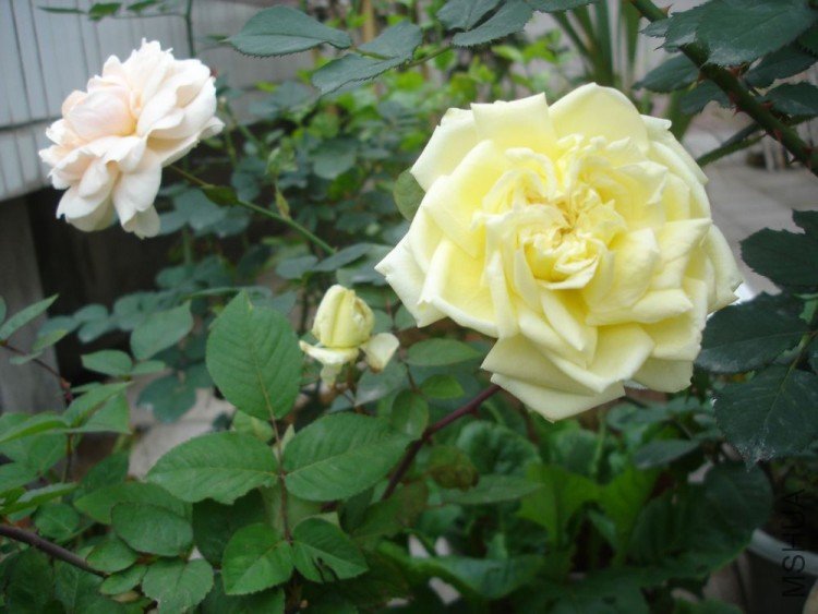 DSC01311.JPG