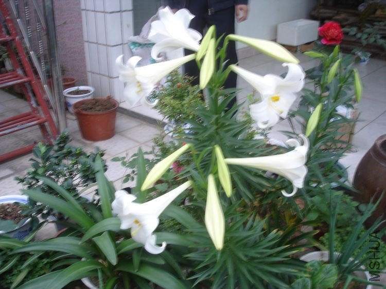 DSC01384.JPG