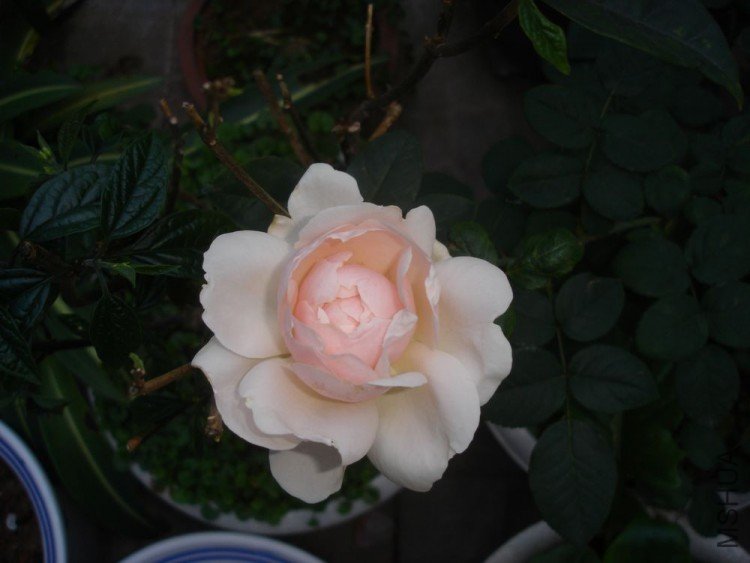 DSC01326.JPG