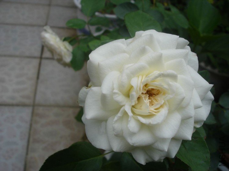 DSC01587.jpg