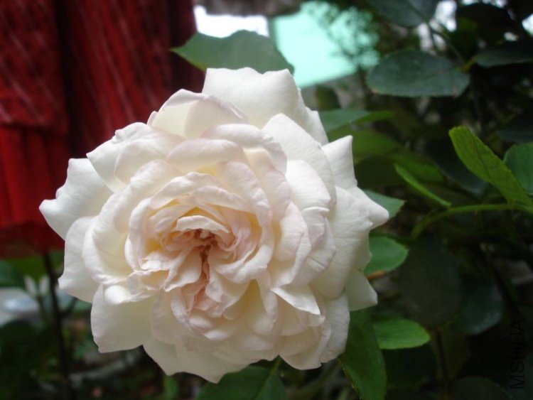 DSC01569.jpg