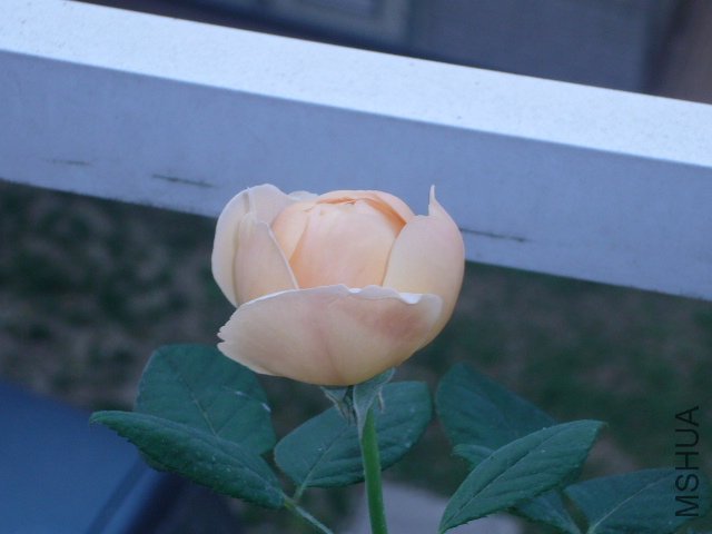 P1060919.JPG