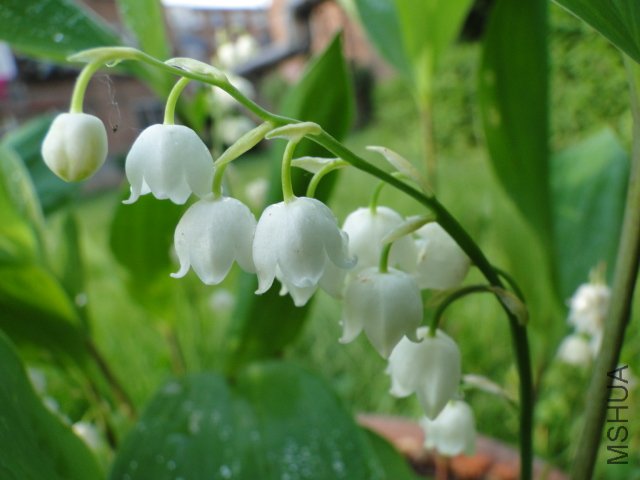 DSC01326.JPG