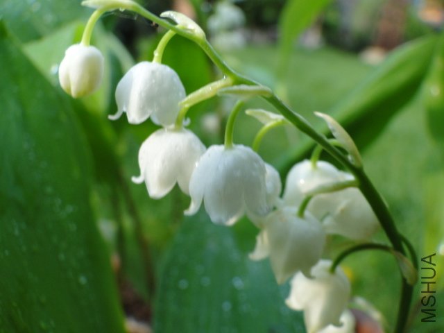 DSC01322.JPG